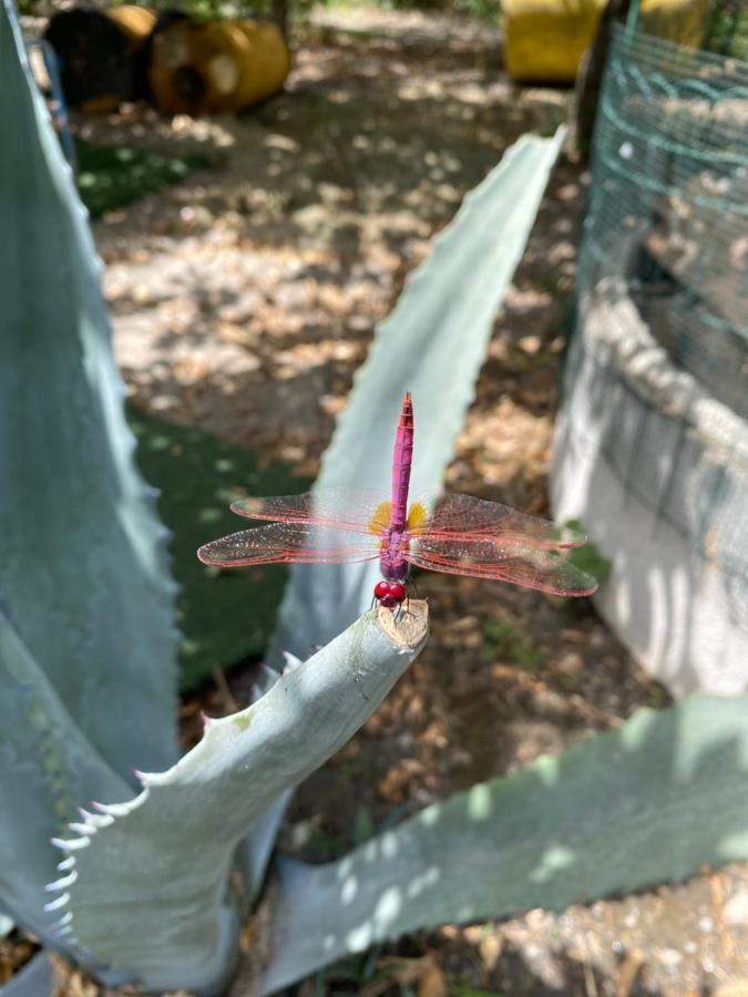 B&B Il Giardino Delle Meraviglie Melito Di Porto Salvo Bagian luar foto