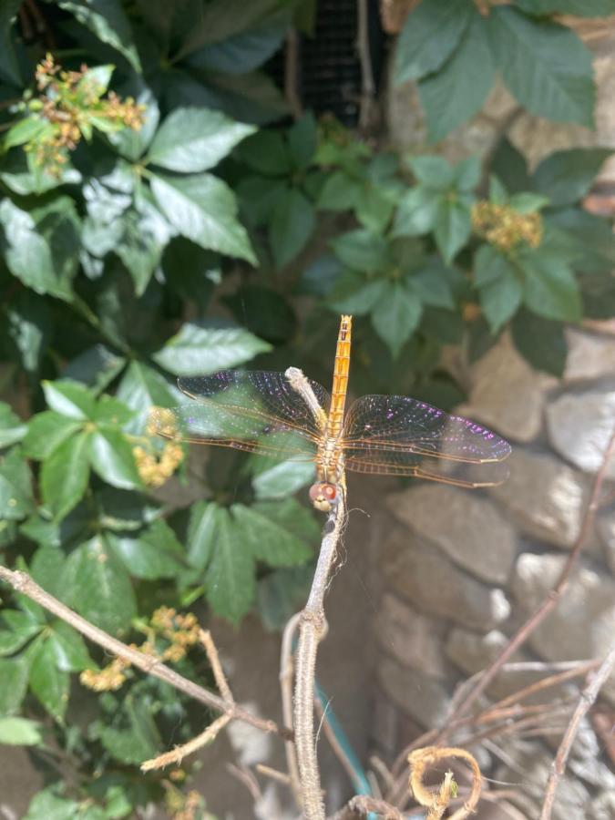 B&B Il Giardino Delle Meraviglie Melito Di Porto Salvo Bagian luar foto